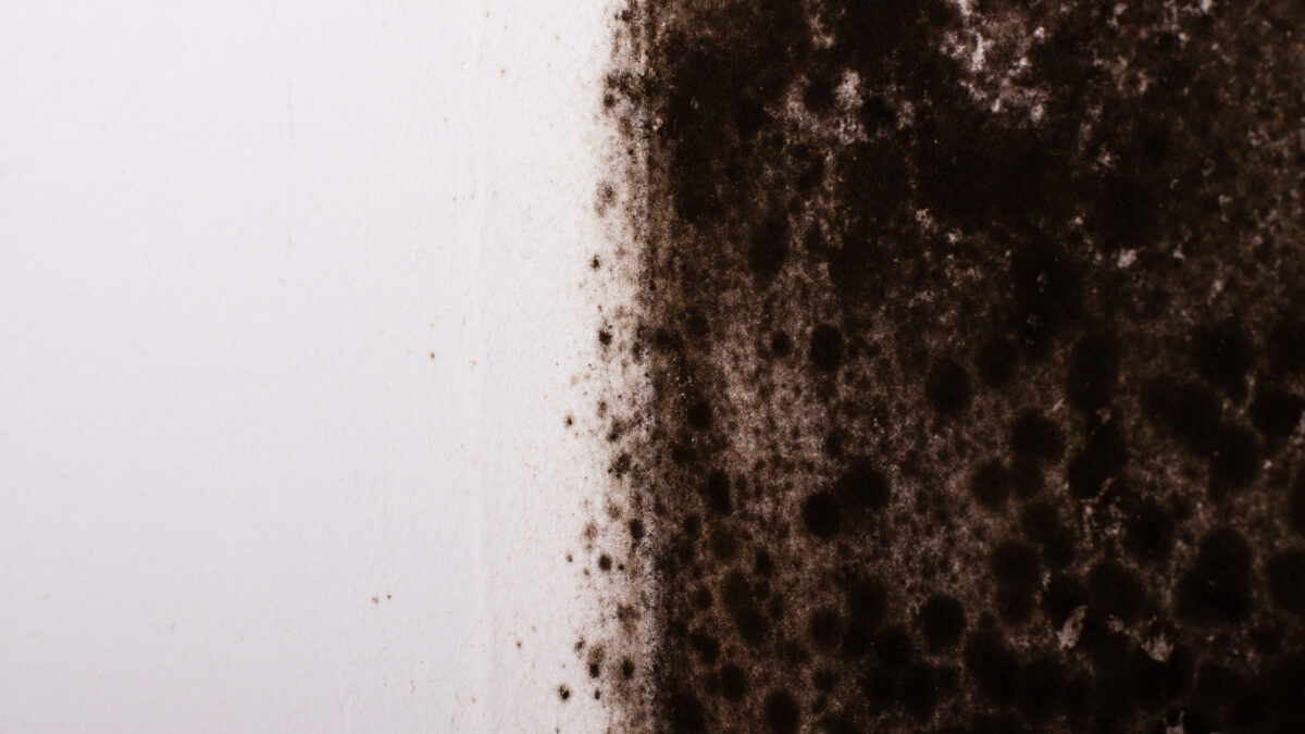 mold removal