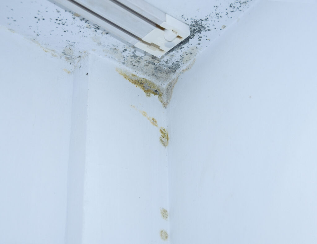 mold removal