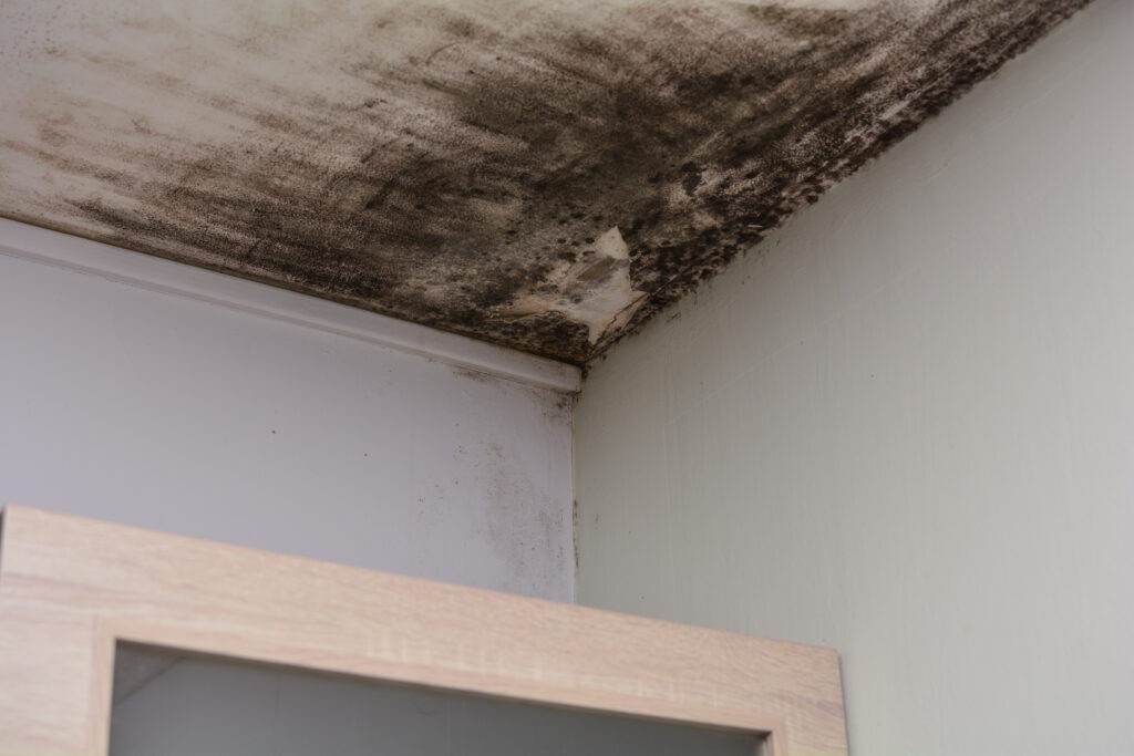 mold removal