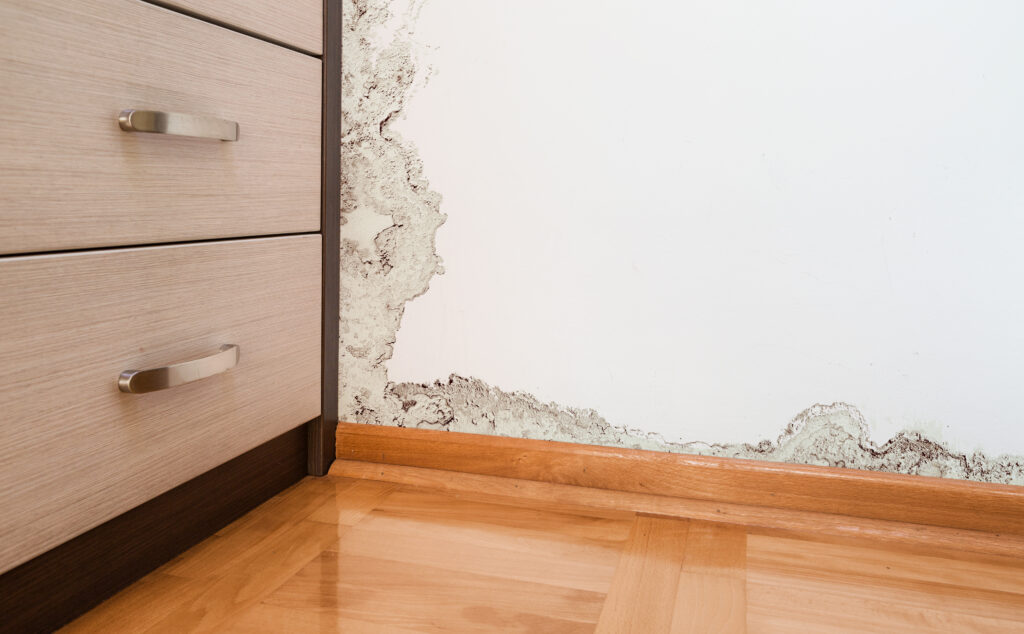 mold removal