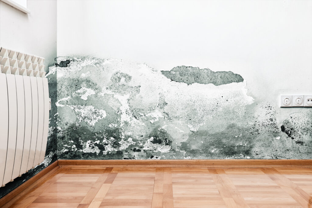 mold removal