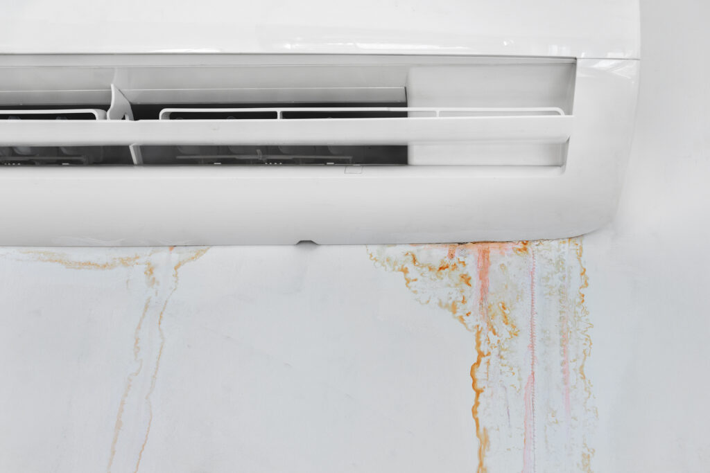 mold removal